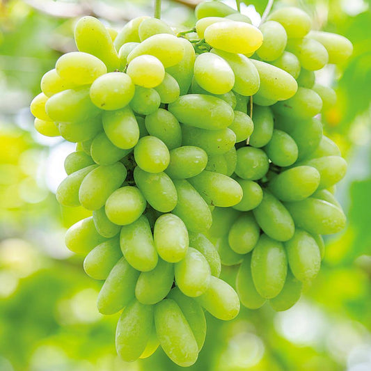 Green Seedless Grape - SHOBZEE